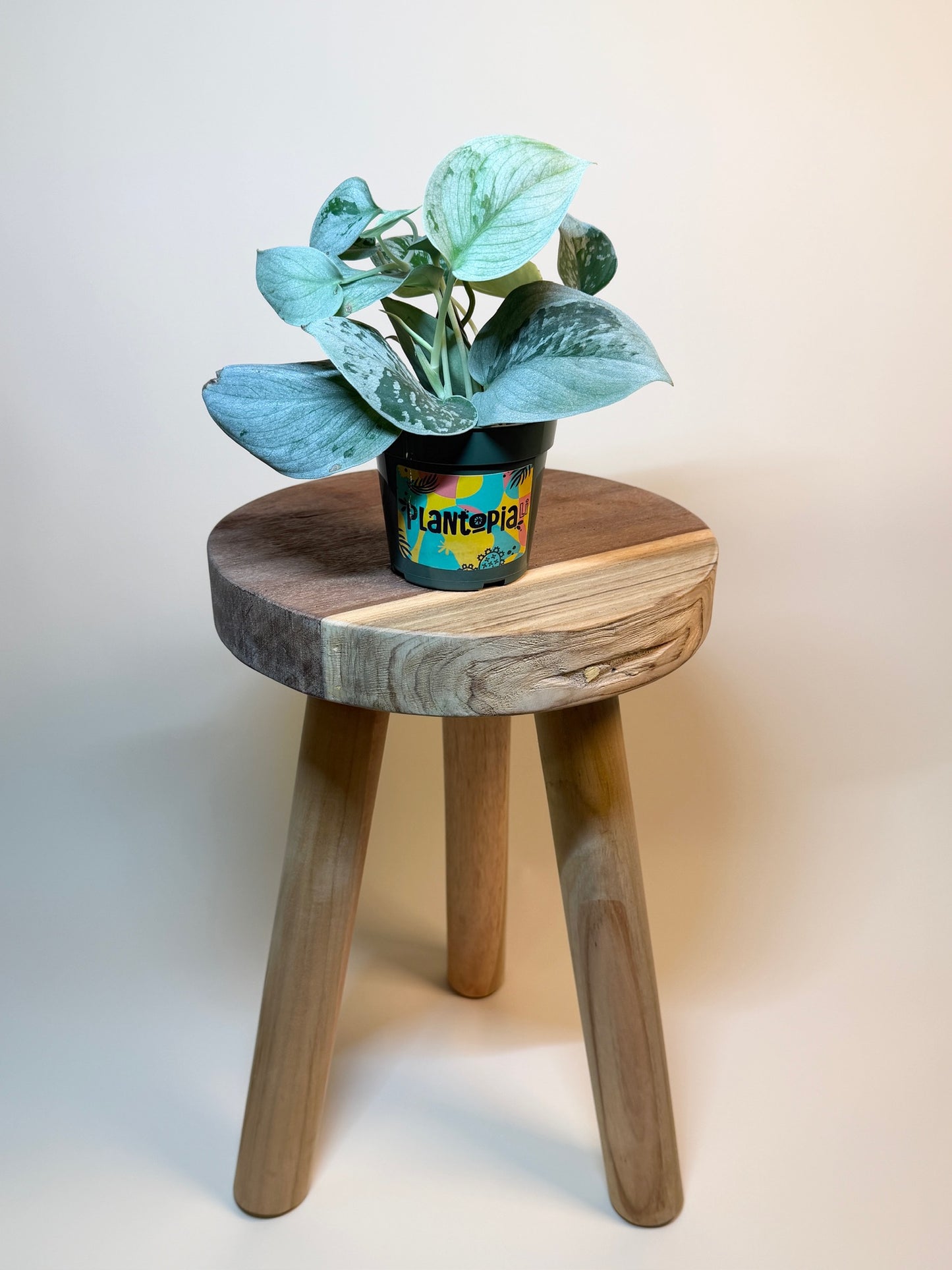 Scindapsus Pictus Silvery Ann 4" Pot