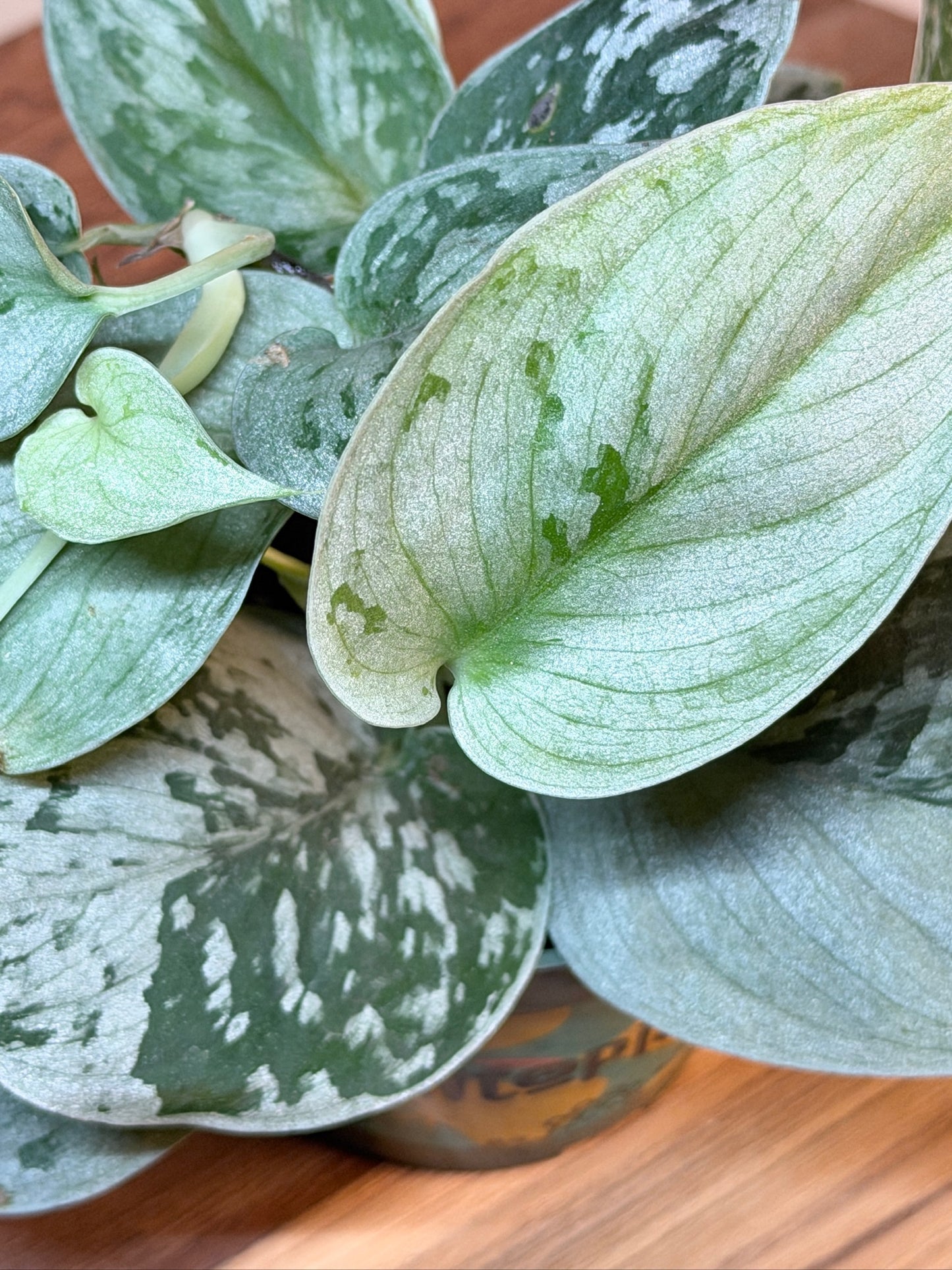 Scindapsus Pictus Silvery Ann 4" Pot