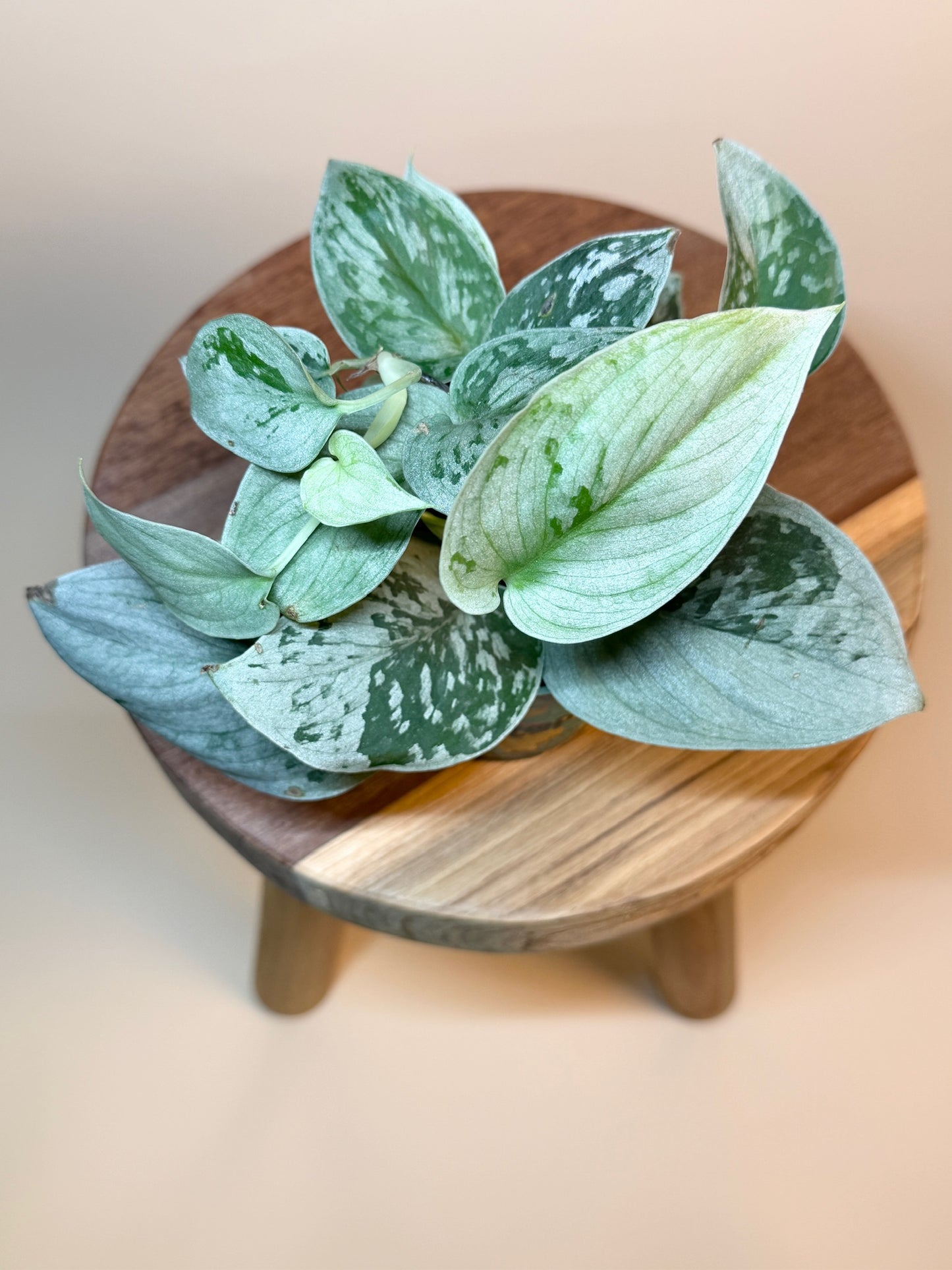 Scindapsus Pictus Silvery Ann 4" Pot