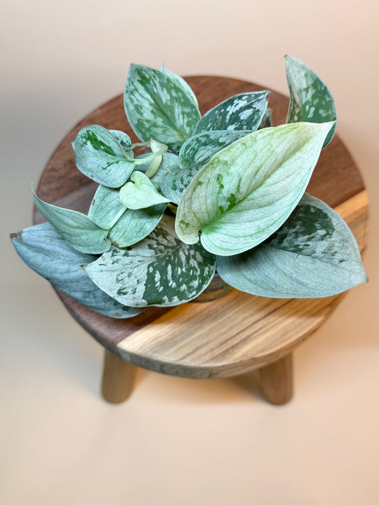 Scindapsus Pictus Silvery Ann 4" Pot