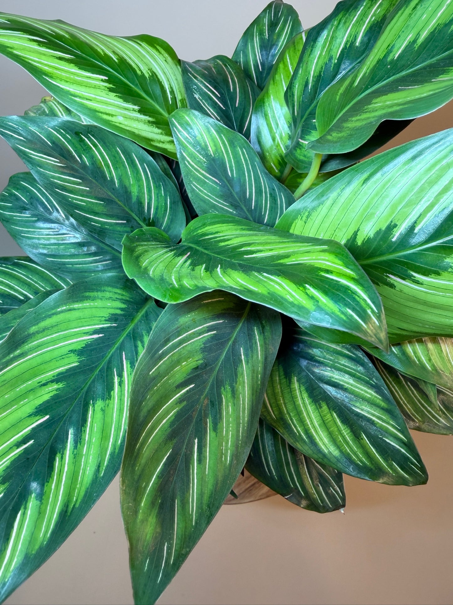 Calathea Beauty Star 6" Pot