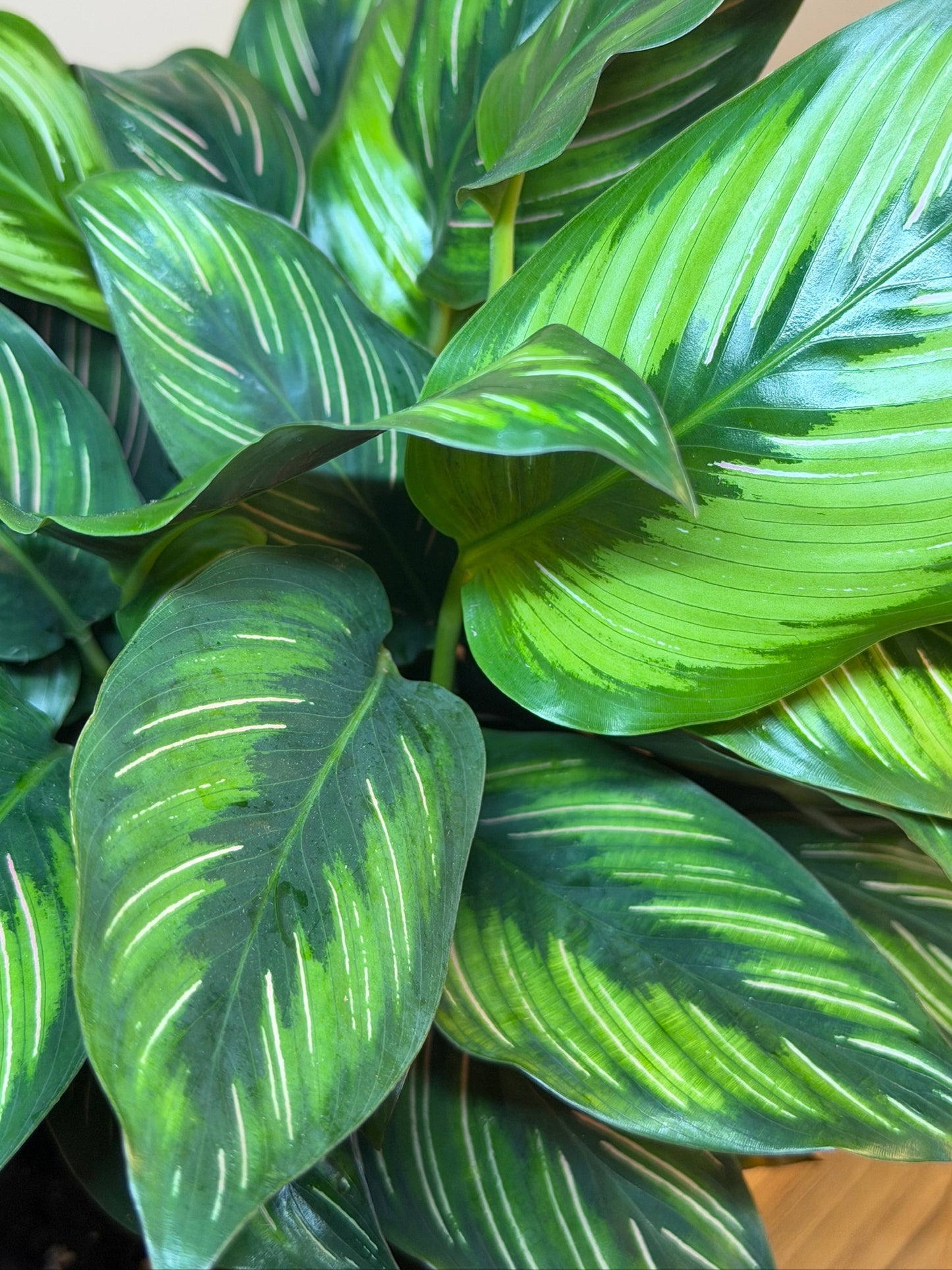 Calathea Beauty Star 6" Pot