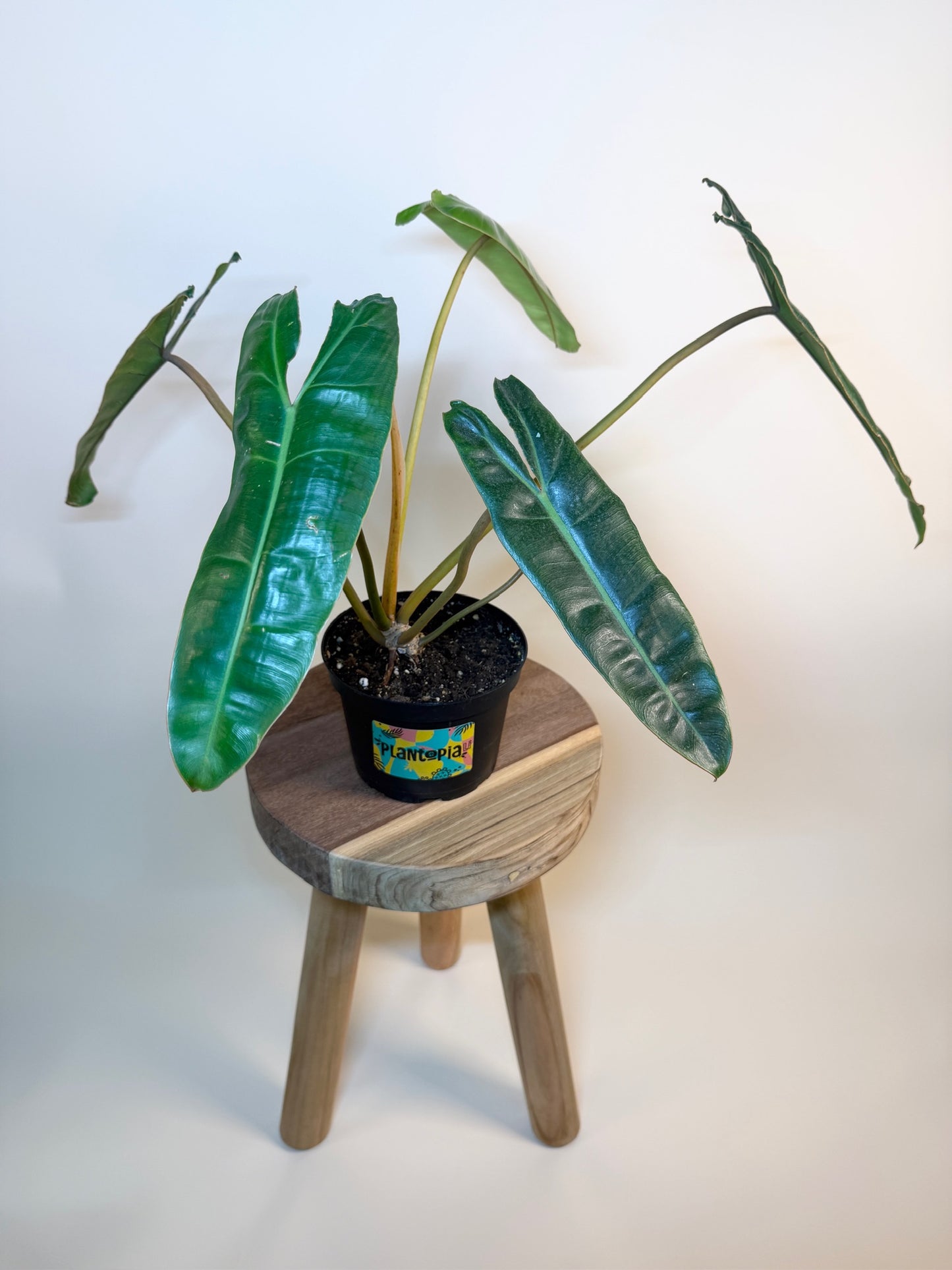 Philodendron Billietiae 6" Pot