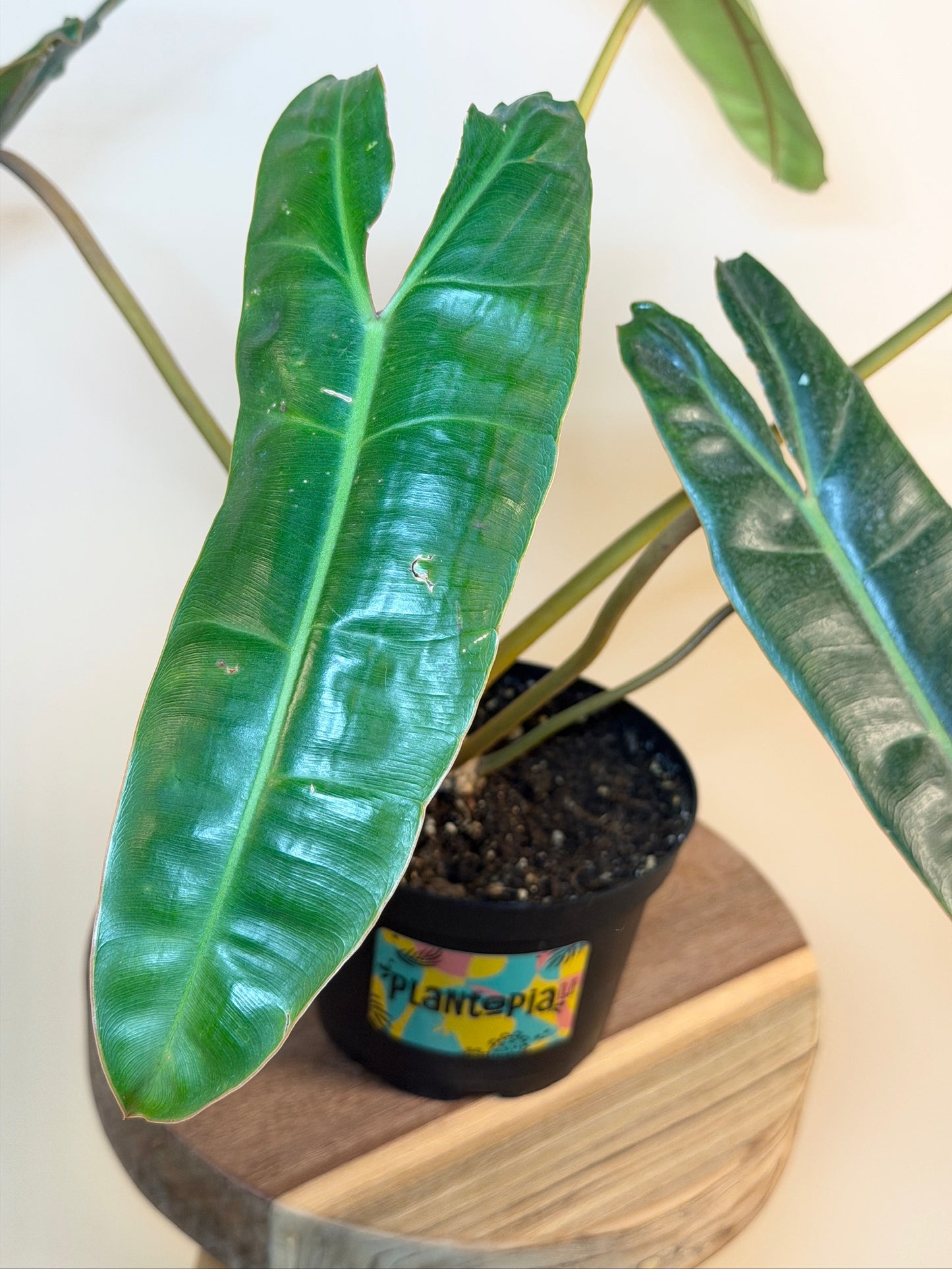 Philodendron Billietiae 6" Pot