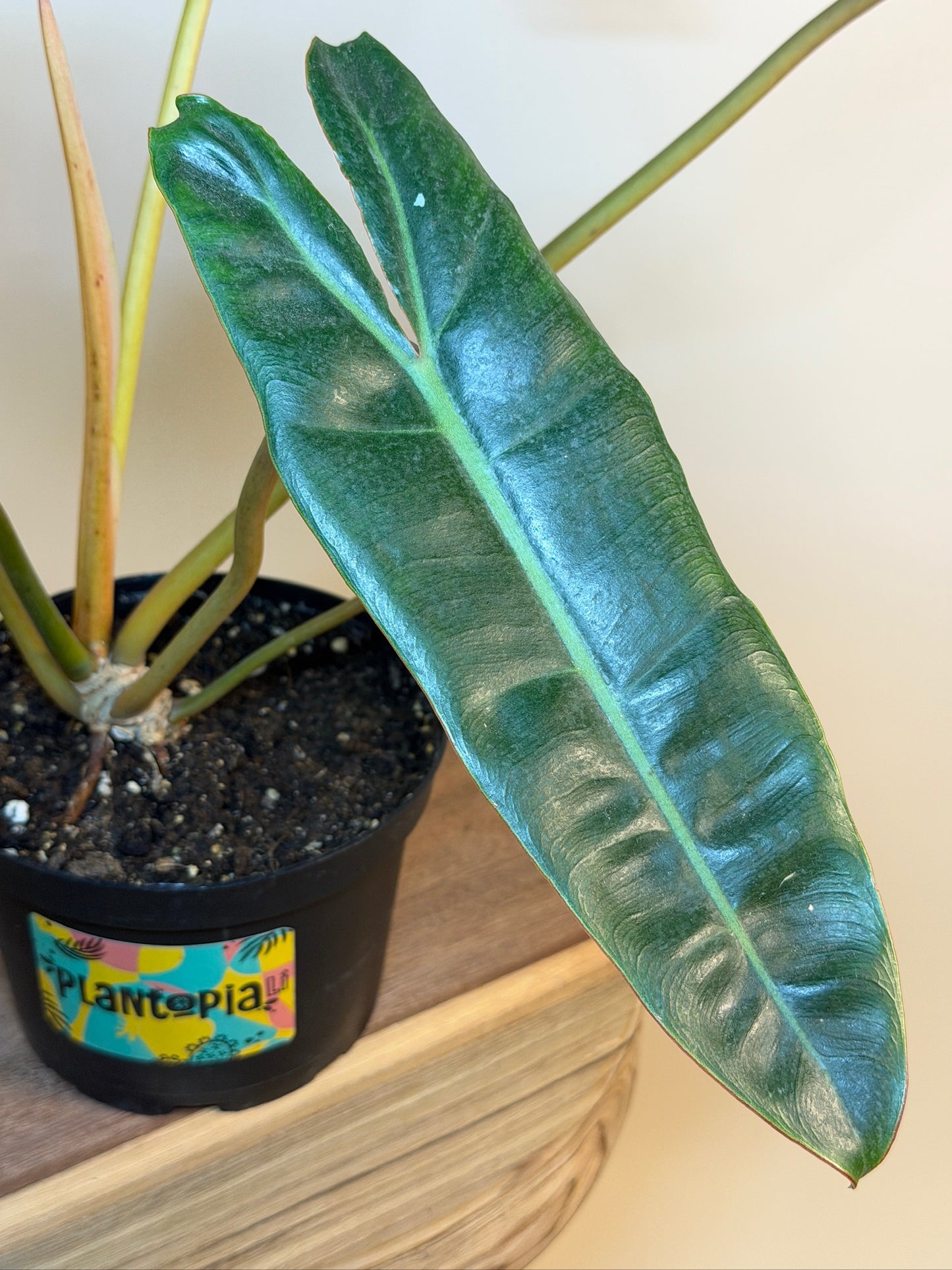 Philodendron Billietiae 6" Pot