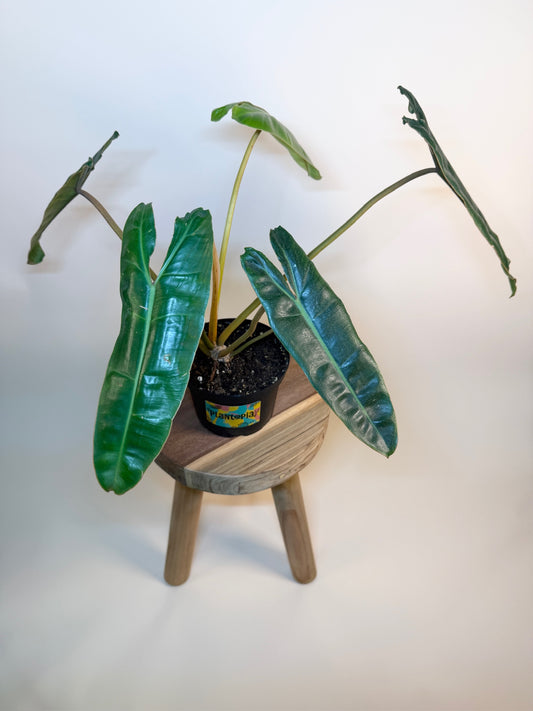 Philodendron Billietiae 6" Pot