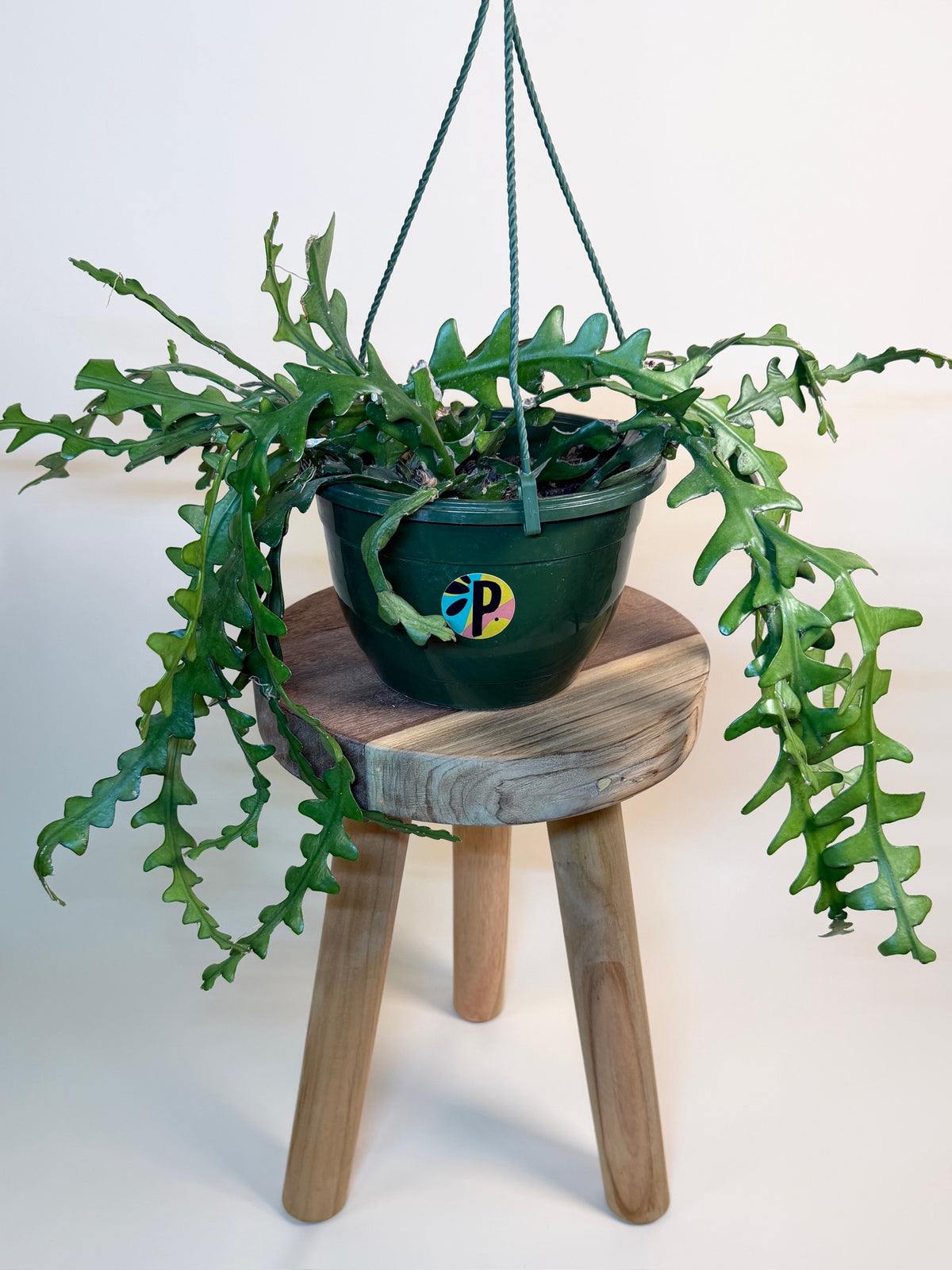 Cactus Ric Rac/Fishbone 8" Pot