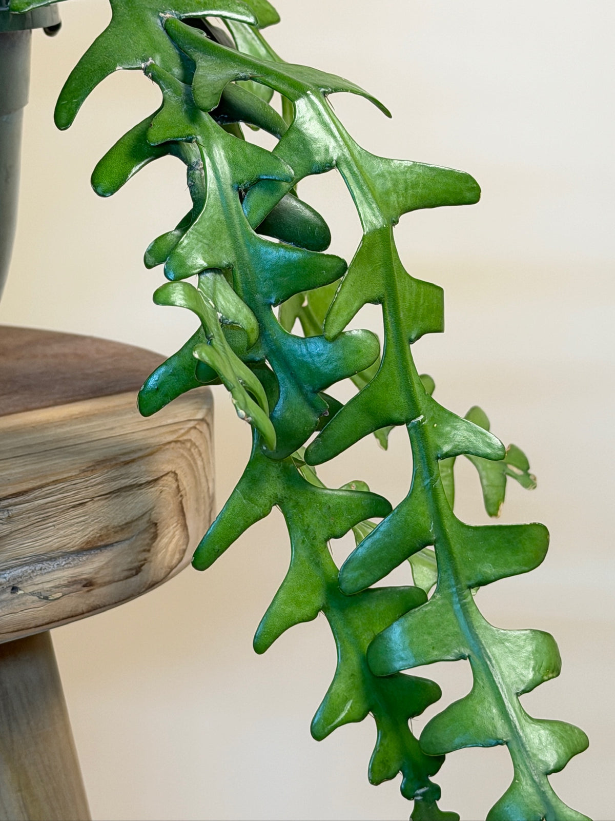 Cactus Ric Rac/Fishbone 8" Pot