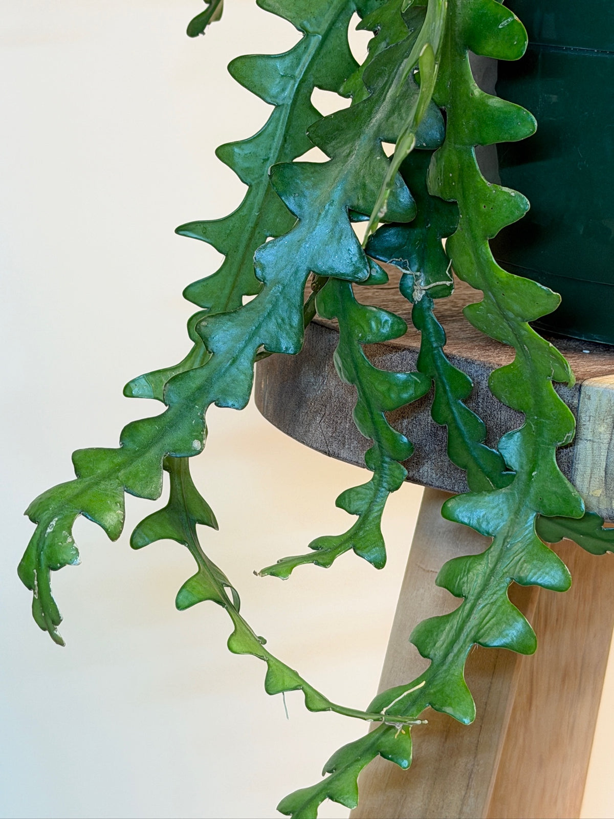 Cactus Ric Rac/Fishbone 8" Pot