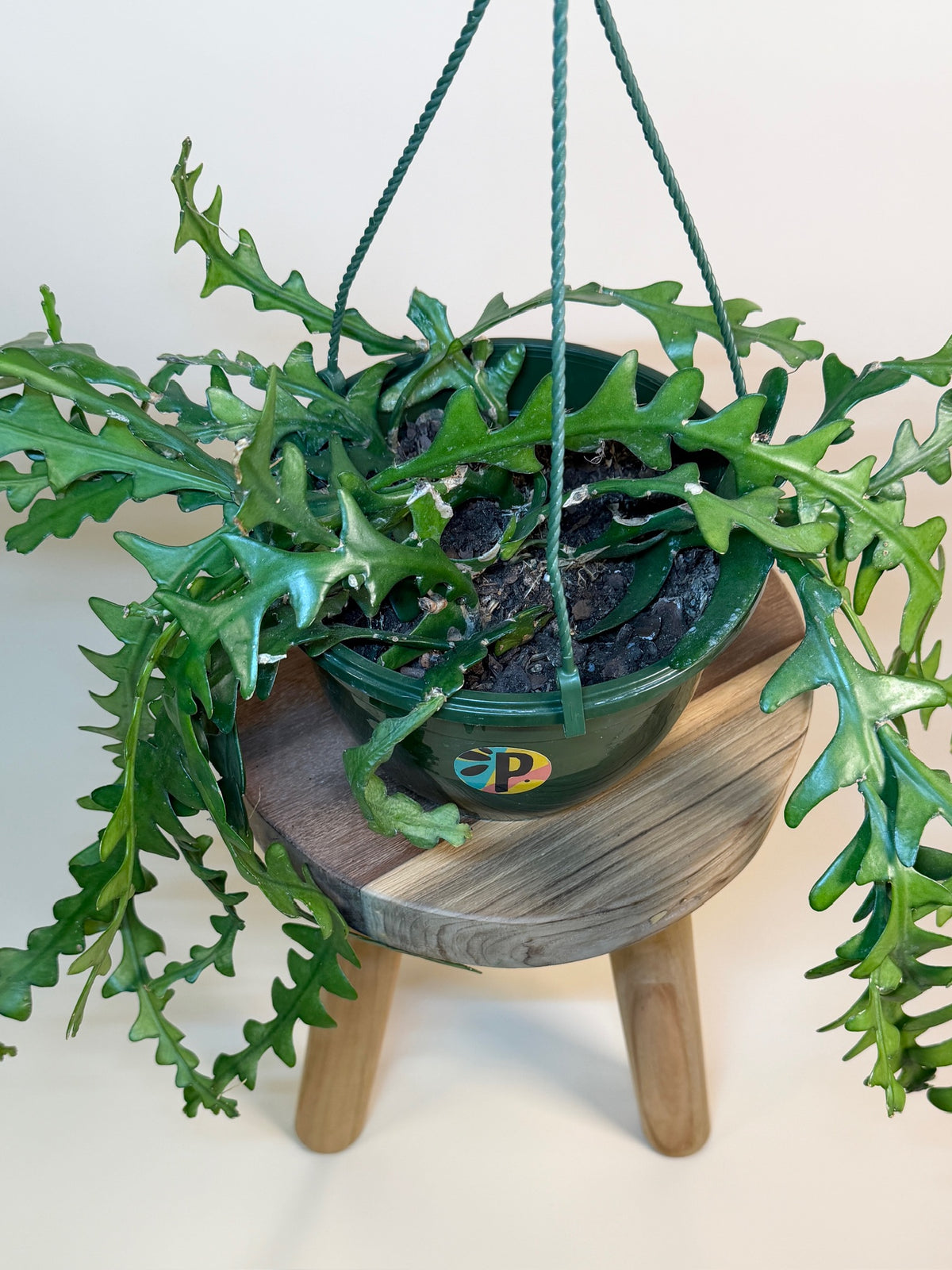 Cactus Ric Rac/Fishbone 8" Pot