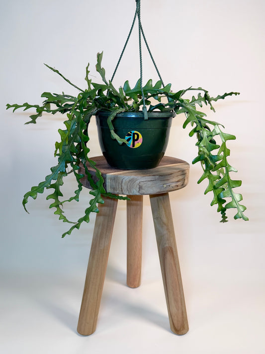 Cactus Ric Rac/Fishbone 8" Pot