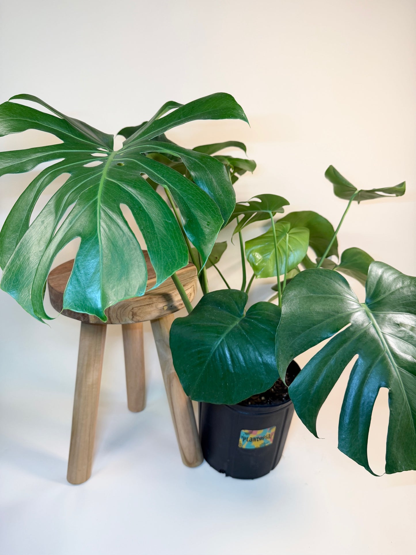 Monstera Deliciosa 10" Pot