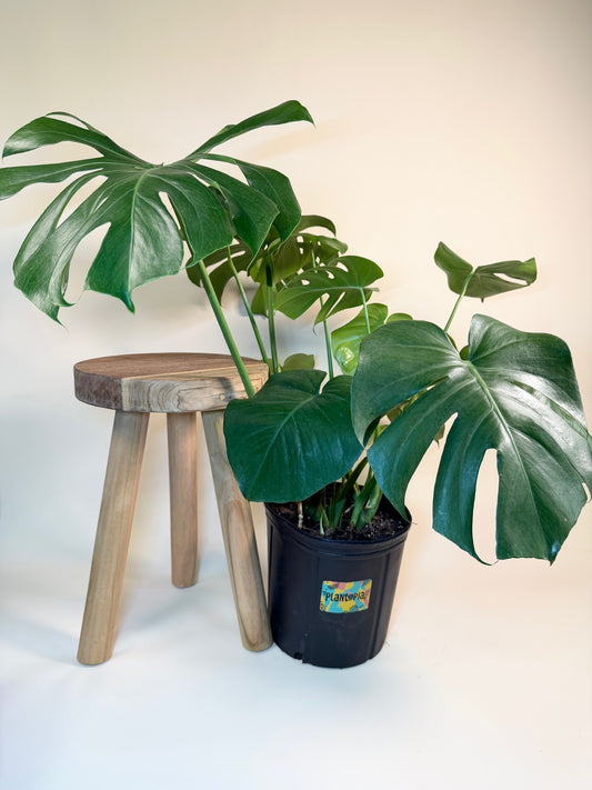 Monstera Deliciosa 10" Pot