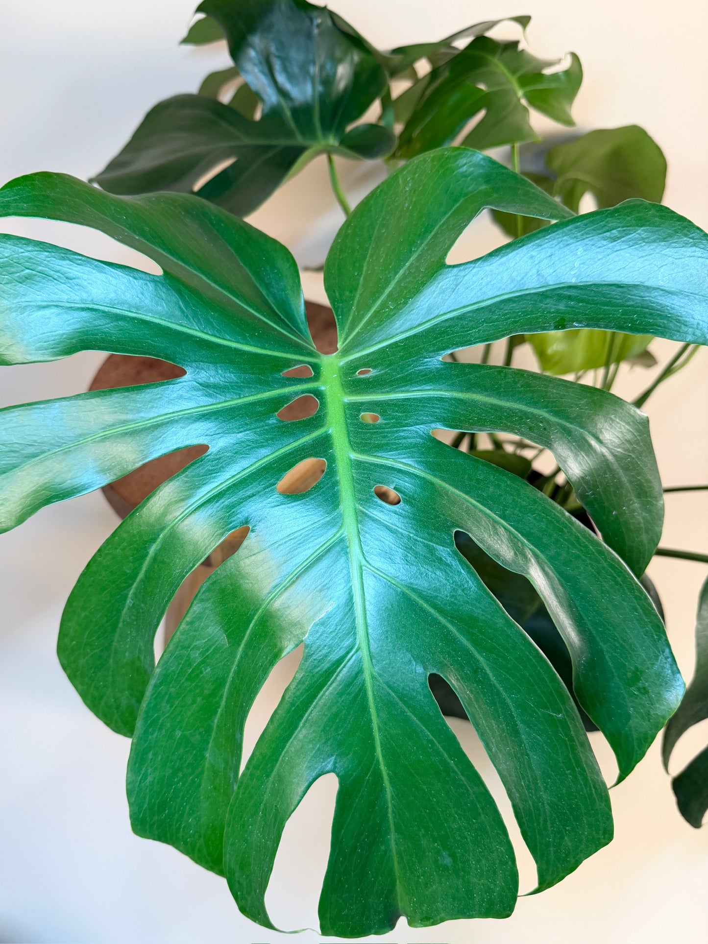 Monstera Deliciosa 10" Pot